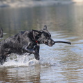 leaping through the water2011d03c153.jpg